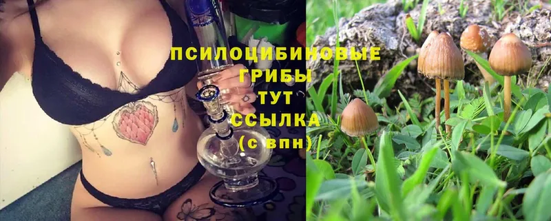 блэк спрут как войти  закладки  Борисоглебск  Галлюциногенные грибы Cubensis 